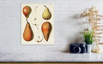Vintage Fresh Pears by Samuel Berghuis Fruit Matte Fine Art Greeting Card